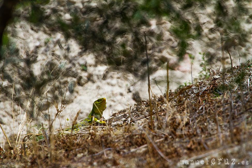 Lagarto ocelado (Timon lepida)